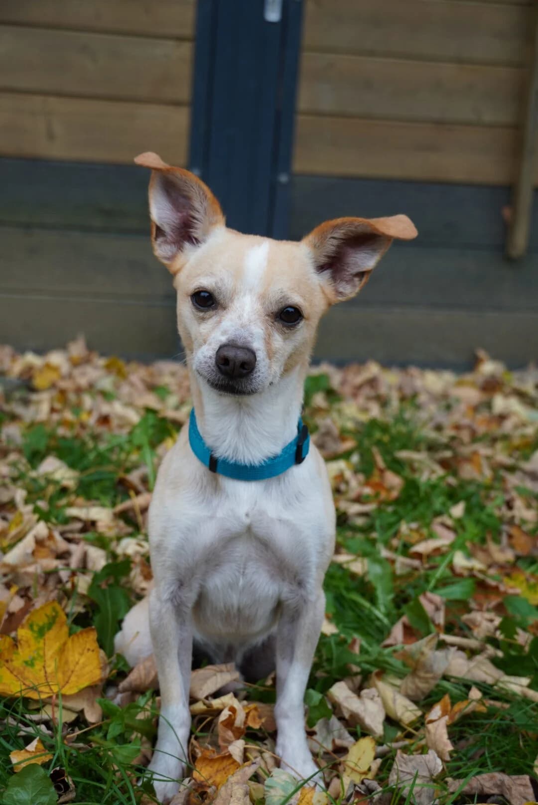 Pablo, male senior Chihuahua for adoption at Tierheim u. Tierschutzverein Kreis Ahrweiler e.V. / Tierheim Remagen., Remagen