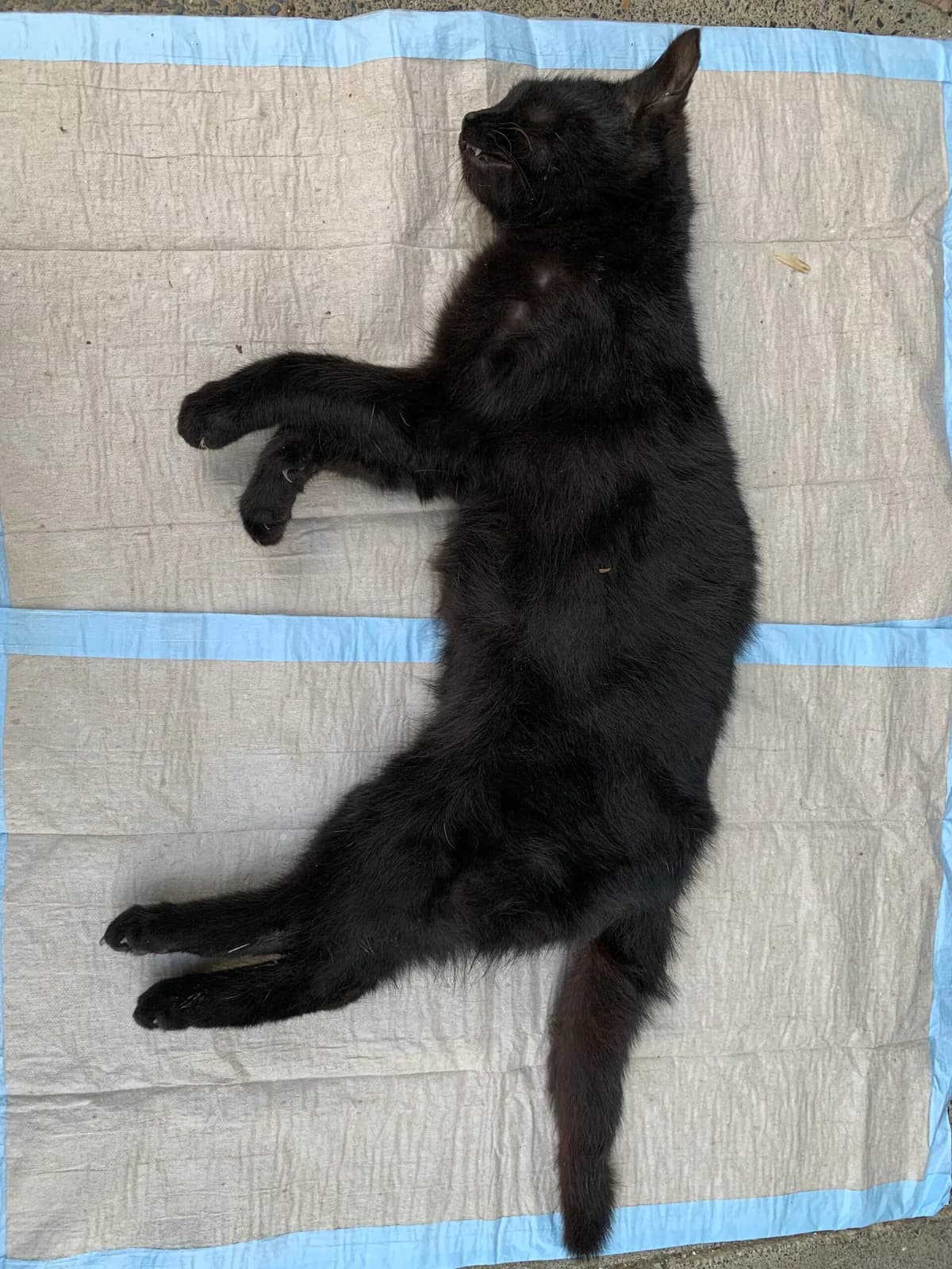Totfund aus Bad Breisig, male European Shorthair for adoption at Tierheim u. Tierschutzverein Kreis Ahrweiler e.V. / Tierheim Remagen., Remagen