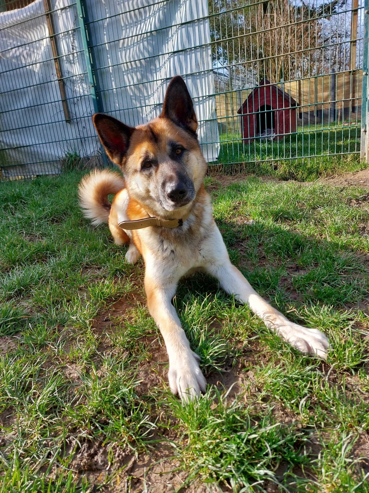 Jack, male 4yo Akita for adoption at Tierheim u. Tierschutzverein Kreis Ahrweiler e.V. / Tierheim Remagen.