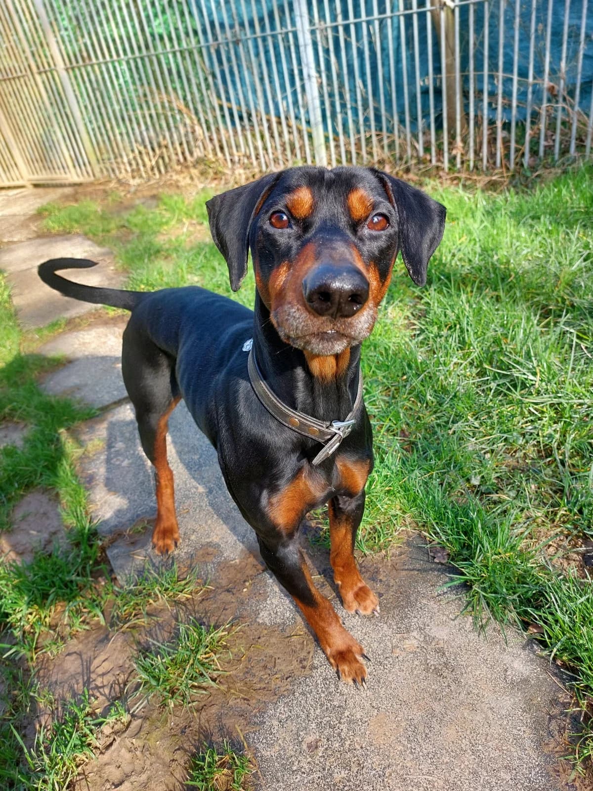 Eike, male senior mixed breed for adoption at Tierheim u. Tierschutzverein Kreis Ahrweiler e.V. / Tierheim Remagen., Remagen