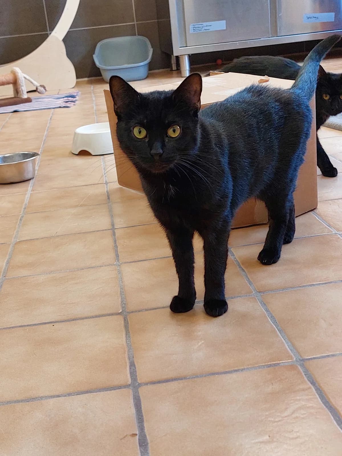 Feelinara, female young European Shorthair for adoption at Tierheim u. Tierschutzverein Kreis Ahrweiler e.V. / Tierheim Remagen., Remagen