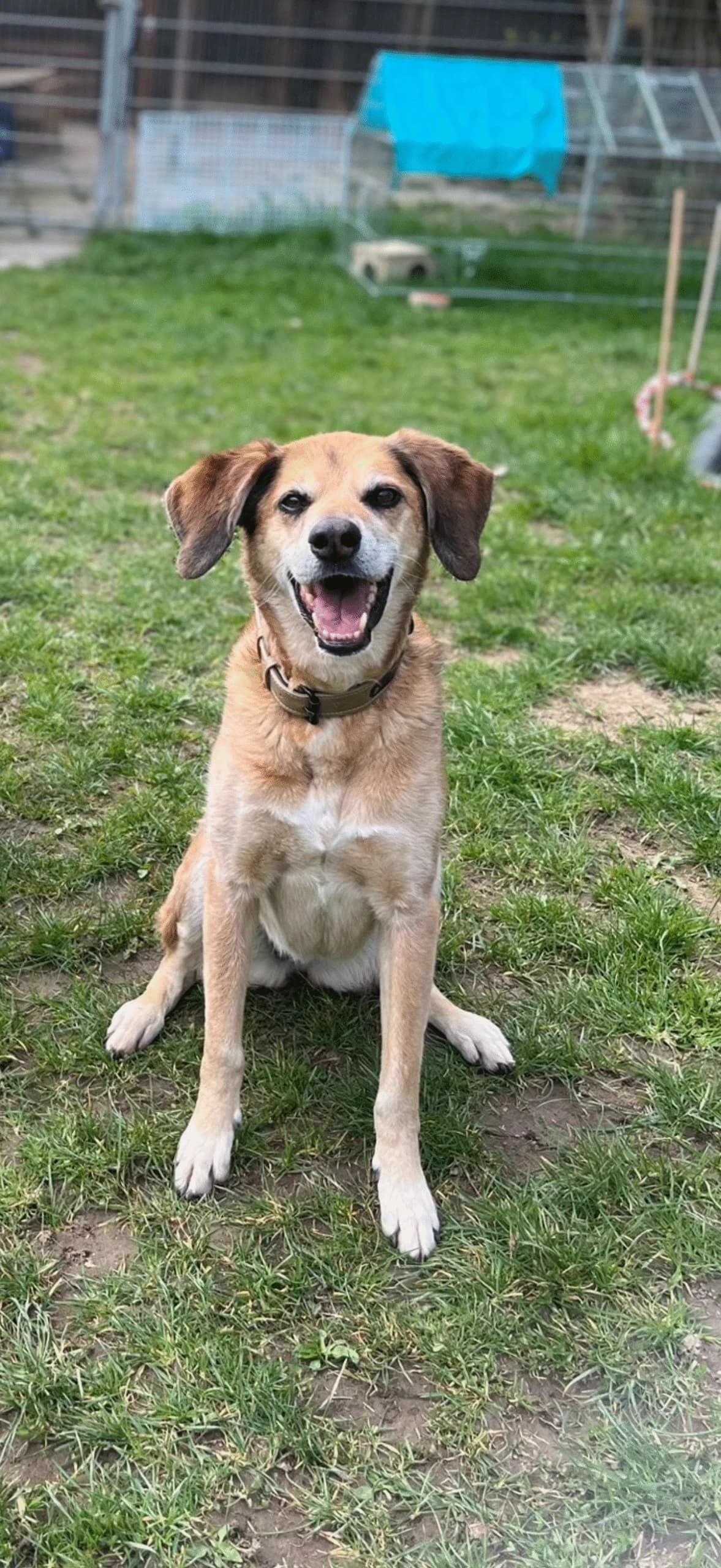 Mathilda (Matti), female Mixed Breed for adoption at Tierheim u. Tierschutzverein Kreis Ahrweiler e.V. / Tierheim Remagen., Remagen