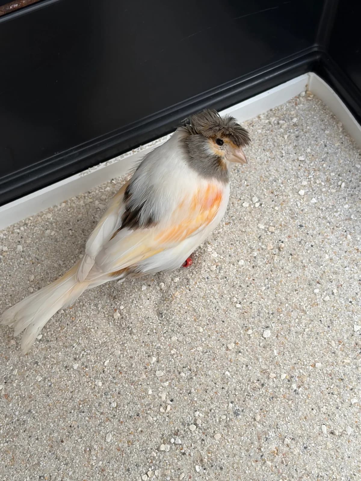Kanarienvogel aus Sinzig, mixed breed for adoption at Tierheim u. Tierschutzverein Kreis Ahrweiler e.V. / Tierheim Remagen., Remagen