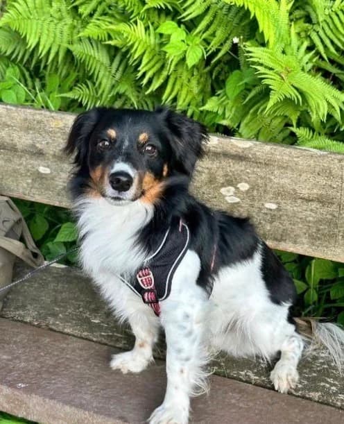 Jack, male Jack Russell Terrier for adoption at Tierheim u. Tierschutzverein Kreis Ahrweiler e.V. / Tierheim Remagen.