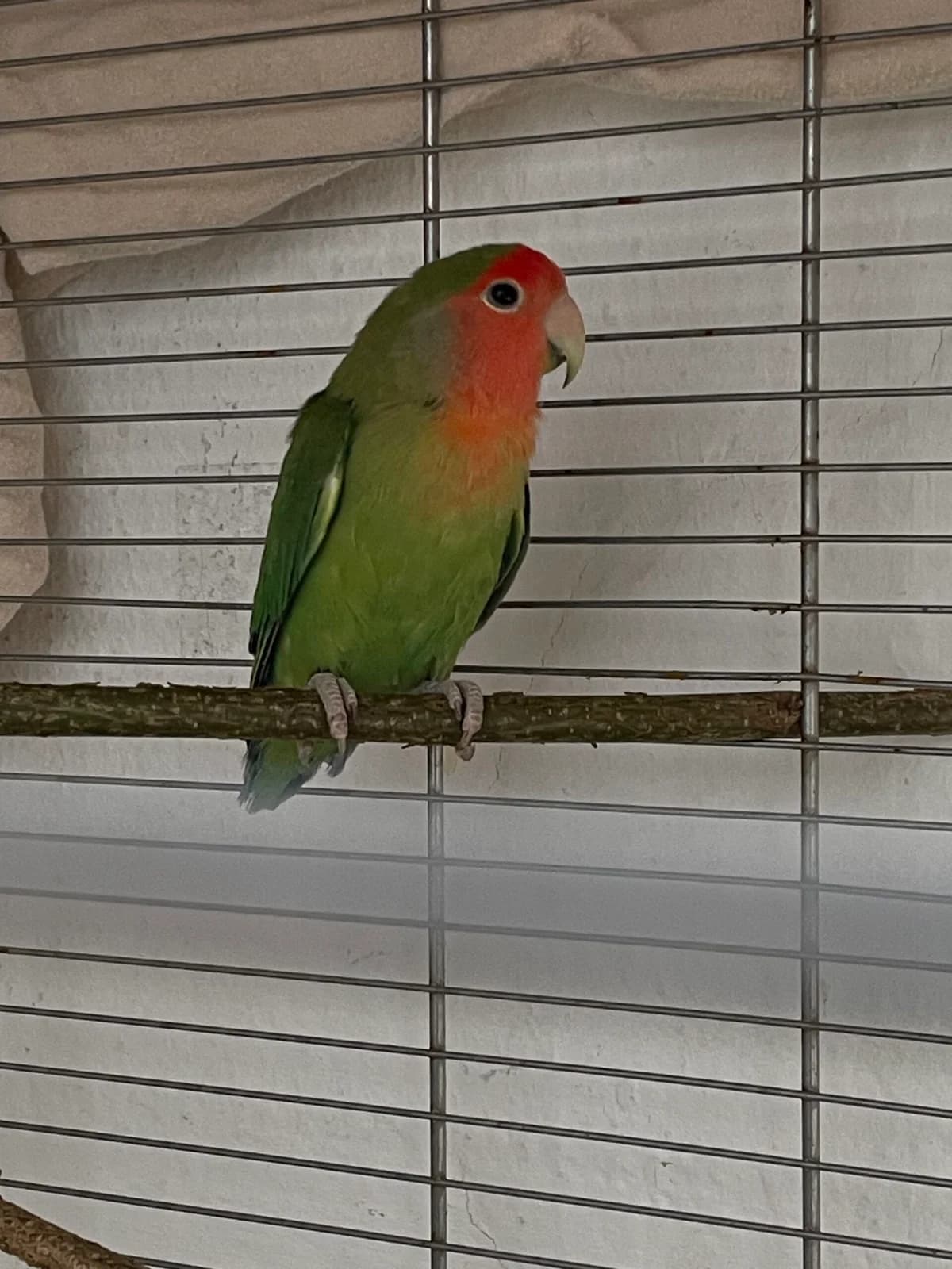 Agapornide in Brohltal gefunden, male puppy mixed breed for adoption at Tierheim u. Tierschutzverein Kreis Ahrweiler e.V. / Tierheim Remagen., Remagen