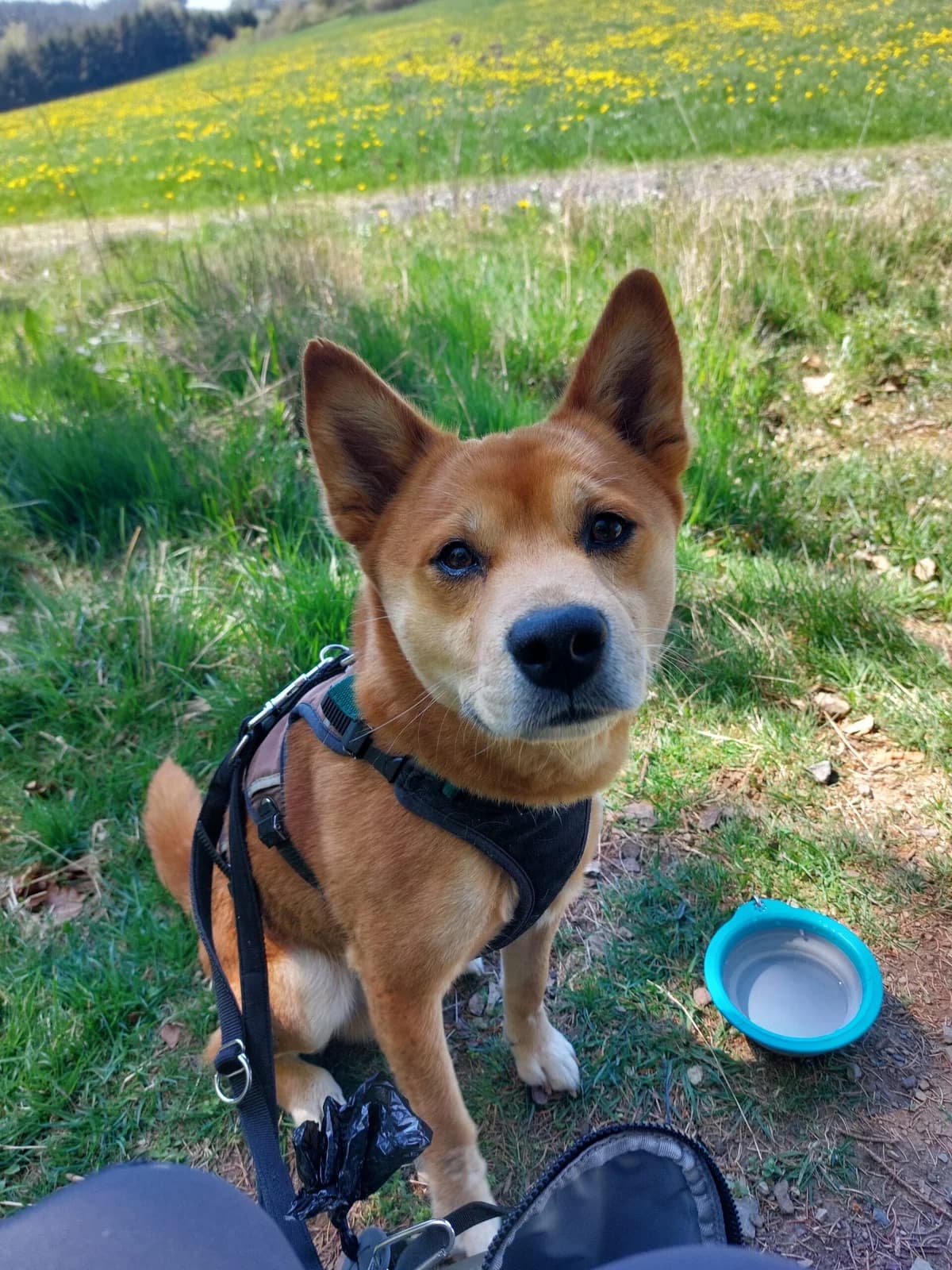 Yoshi, male 5yo mixed breed for adoption at Tierheim u. Tierschutzverein Kreis Ahrweiler e.V. / Tierheim Remagen., Remagen