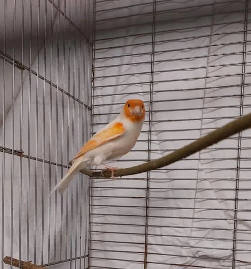 Fundkanarienvogel aus Bad Neuenahr, male mixed breed for adoption at Tierheim u. Tierschutzverein Kreis Ahrweiler e.V. / Tierheim Remagen., Remagen