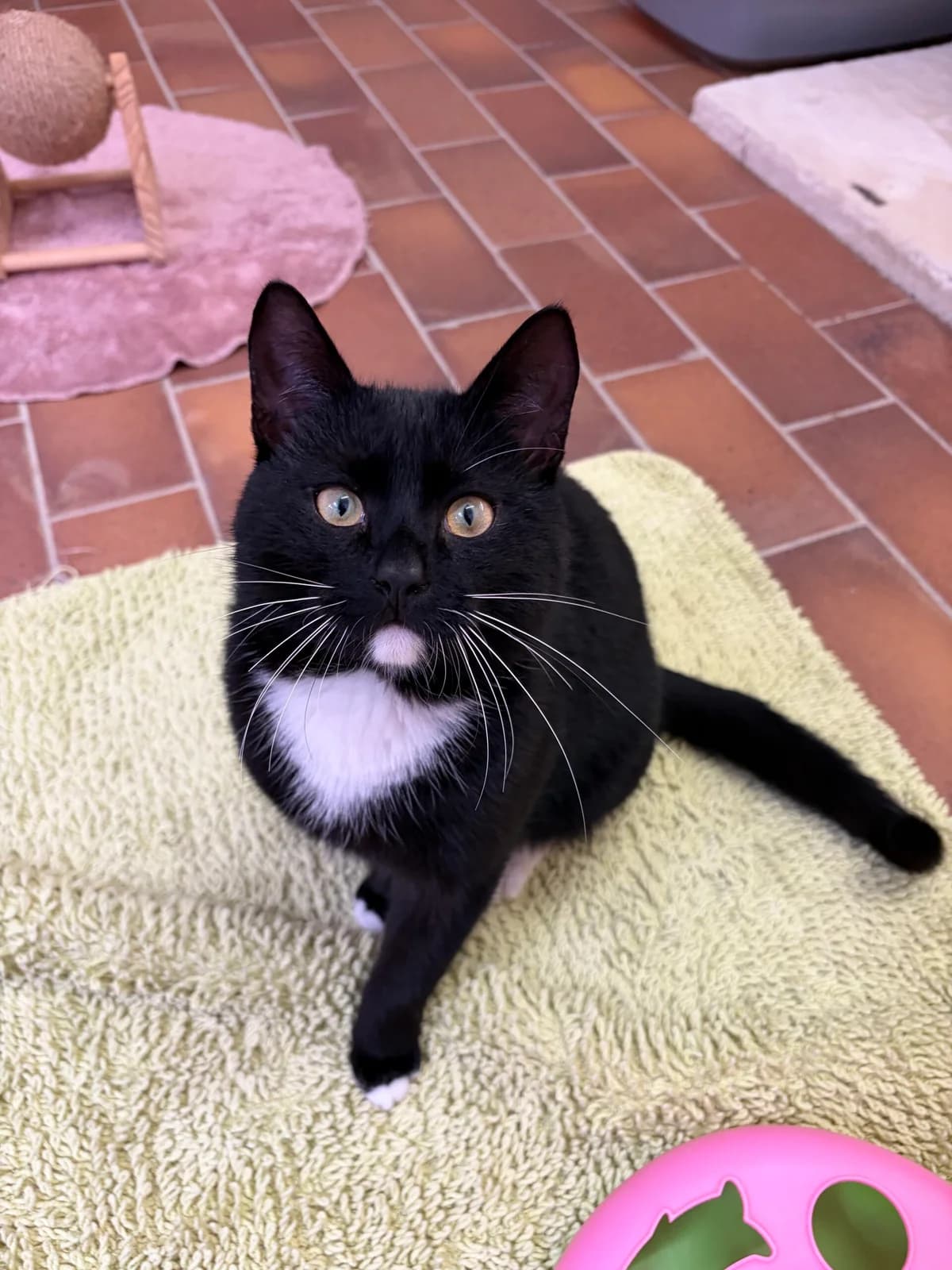 Emil, male 3yo European Shorthair for adoption at Tierheim u. Tierschutzverein Kreis Ahrweiler e.V. / Tierheim Remagen., Remagen