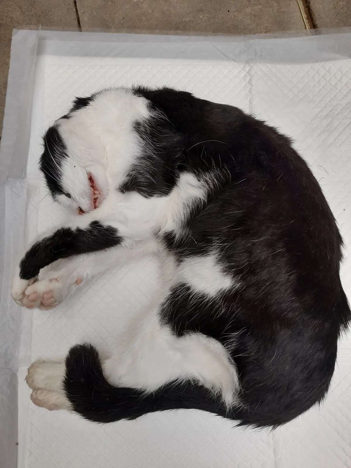 Totfund aus Wachtberg/Rodderberg, female puppy European Shorthair for adoption at Tierheim u. Tierschutzverein Kreis Ahrweiler e.V. / Tierheim Remagen., Remagen