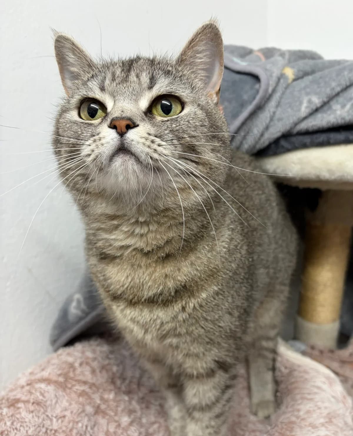 Huntress, female 4yo British Shorthair for adoption at Tierheim u. Tierschutzverein Kreis Ahrweiler e.V. / Tierheim Remagen., Remagen