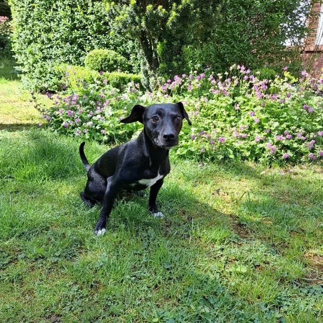 Luna, female senior Patterdale Terrier for adoption at Tierheim u. Tierschutzverein Kreis Ahrweiler e.V. / Tierheim Remagen., Remagen