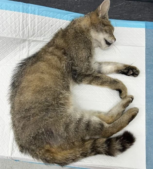 Totfund Katze aus Nürburg, female 6yo European Shorthair for adoption at Tierheim u. Tierschutzverein Kreis Ahrweiler e.V. / Tierheim Remagen., Remagen
