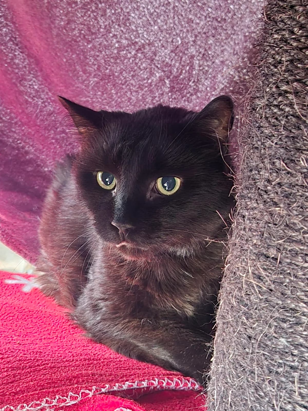 Nuckel, male senior European Shorthair for adoption at Tierheim u. Tierschutzverein Kreis Ahrweiler e.V. / Tierheim Remagen., Remagen