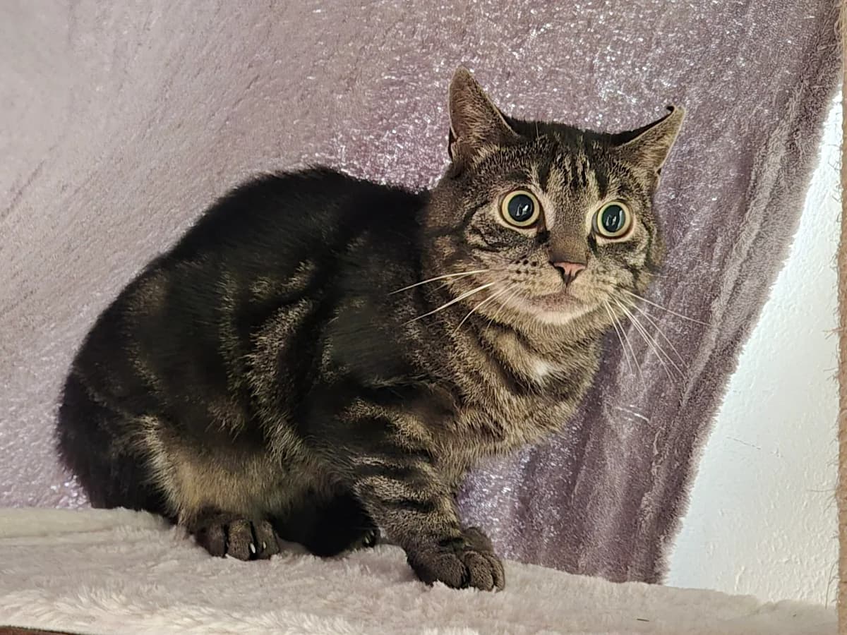 Mäuserich, male young European Shorthair for adoption at Tierheim u. Tierschutzverein Kreis Ahrweiler e.V. / Tierheim Remagen., Remagen