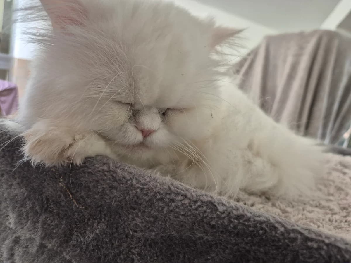 Bruno, male 3yo Persian for adoption at Tierheim u. Tierschutzverein Kreis Ahrweiler e.V. / Tierheim Remagen., Remagen