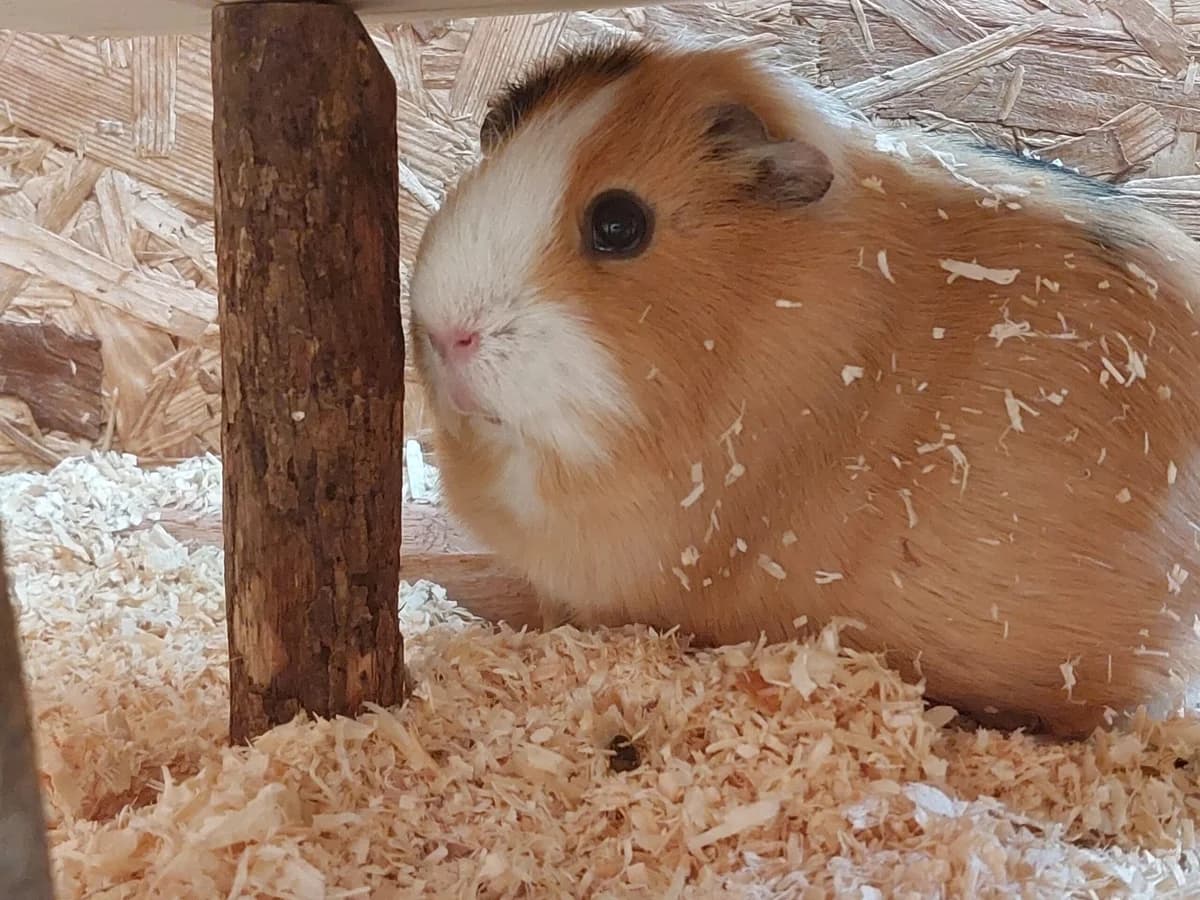 Mr. Speedy, male 5yo mixed breed for adoption at Tierheim u. Tierschutzverein Kreis Ahrweiler e.V. / Tierheim Remagen., Remagen