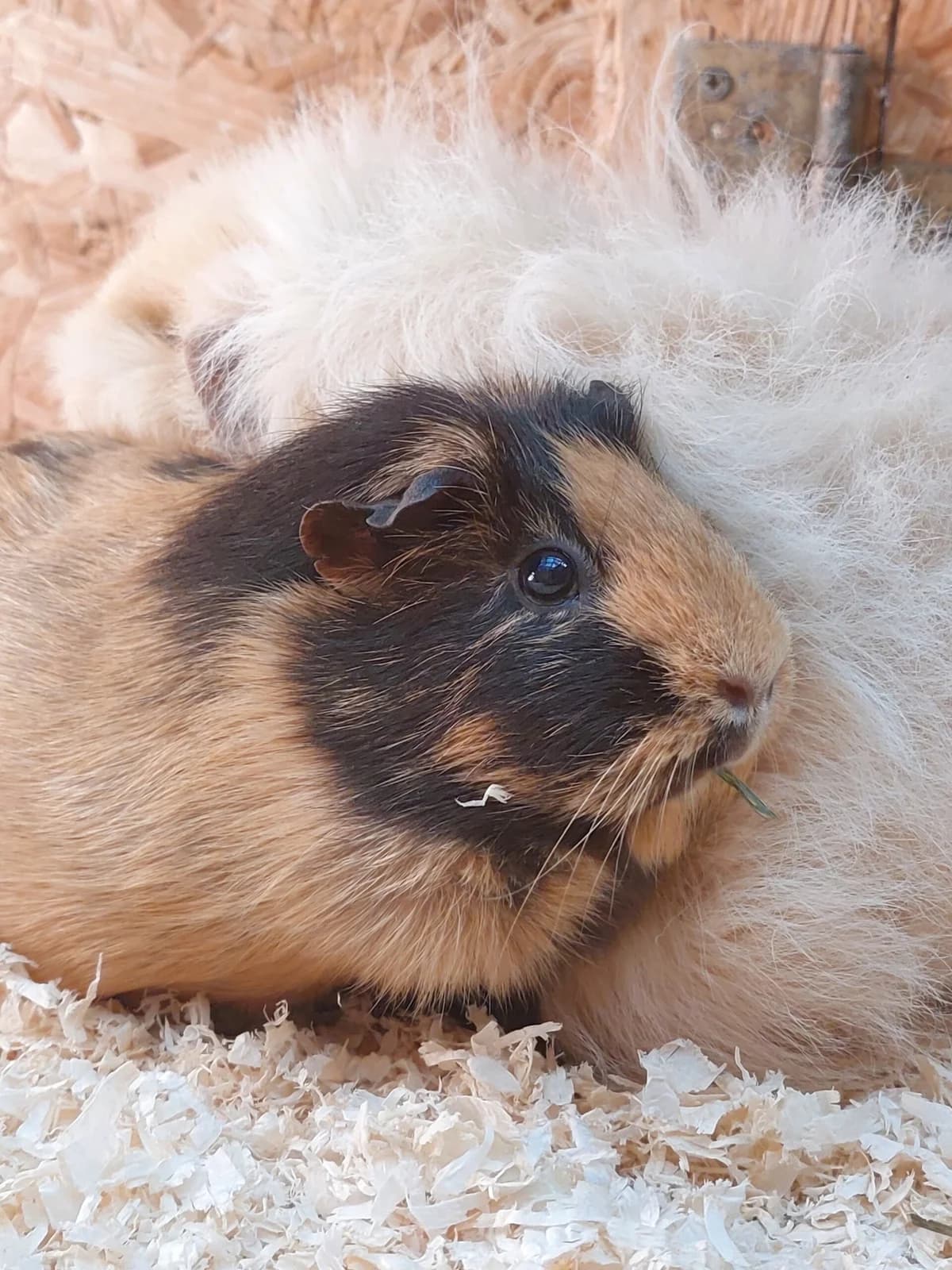 Cupcake, female 3yo mixed breed for adoption at Tierheim u. Tierschutzverein Kreis Ahrweiler e.V. / Tierheim Remagen., Remagen