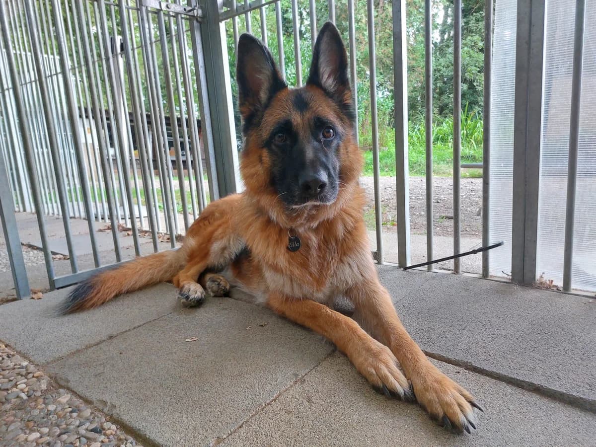 Zilla, female 6yo German Shepherd for adoption at Tierheim u. Tierschutzverein Kreis Ahrweiler e.V. / Tierheim Remagen., Remagen