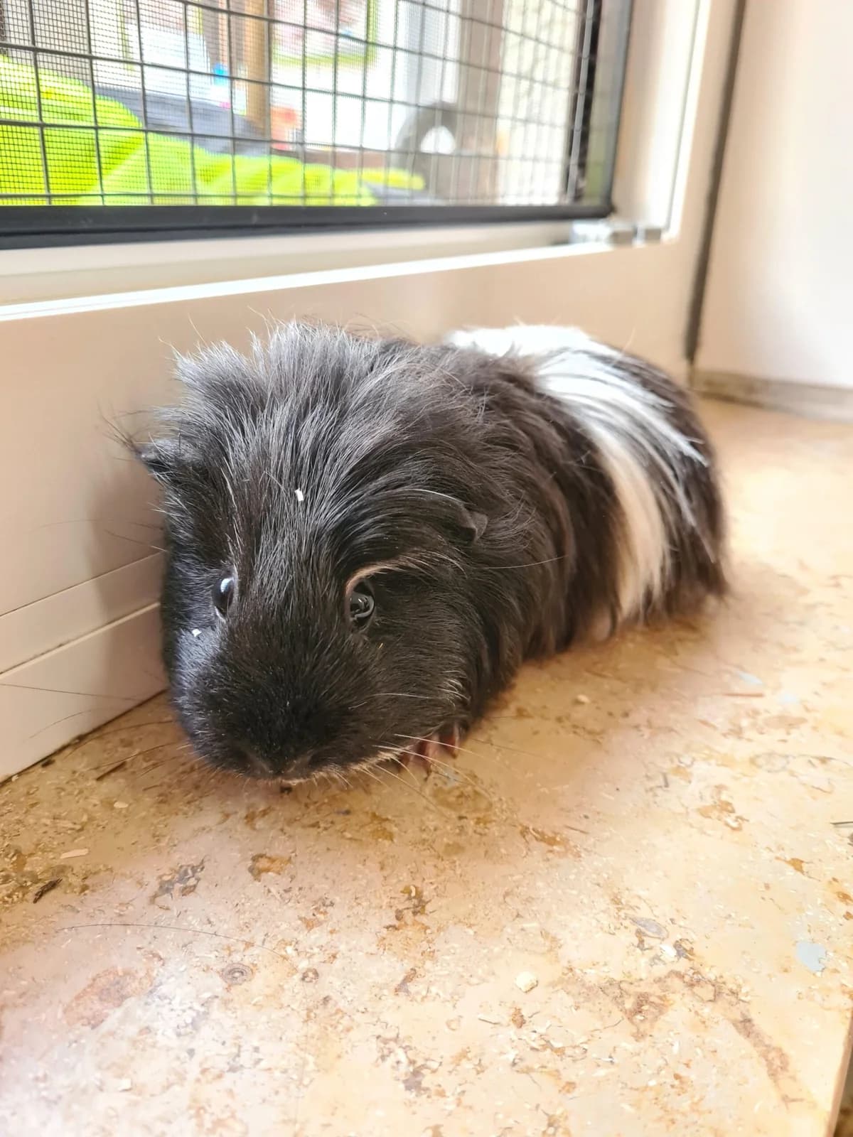 Rosé, female 4yo mixed breed for adoption at Tierheim u. Tierschutzverein Kreis Ahrweiler e.V. / Tierheim Remagen.