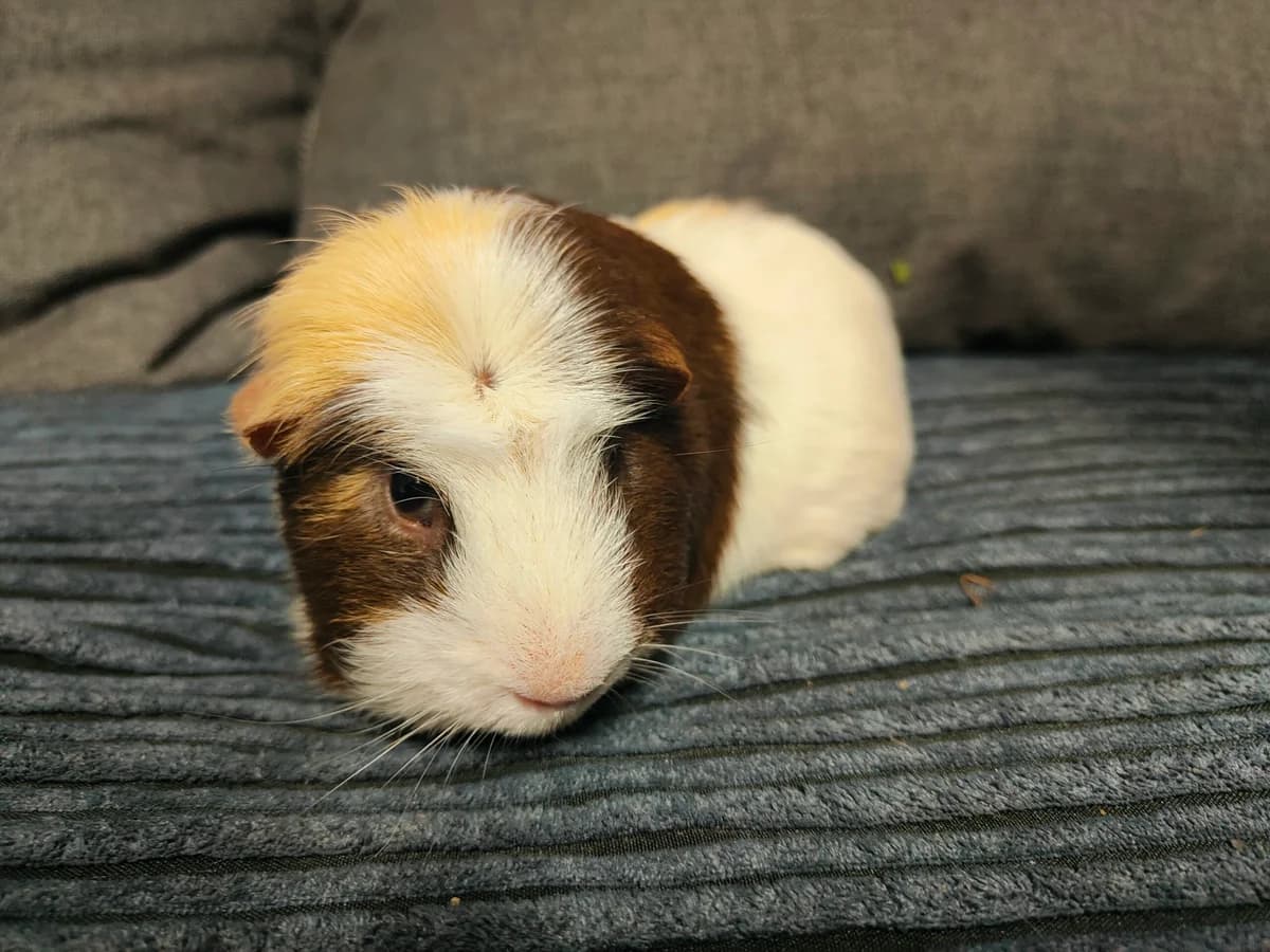 Asterix, male 5yo mixed breed for adoption at Tierheim u. Tierschutzverein Kreis Ahrweiler e.V. / Tierheim Remagen.