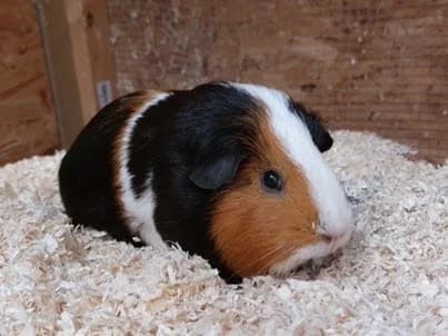 Biene, female mixed breed for adoption at Tierheim u. Tierschutzverein Kreis Ahrweiler e.V. / Tierheim Remagen.