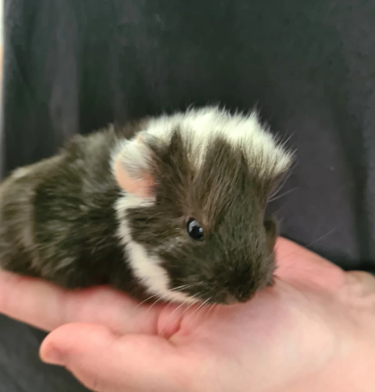 Cashew, male 3yo mixed breed for adoption at Tierheim u. Tierschutzverein Kreis Ahrweiler e.V. / Tierheim Remagen.