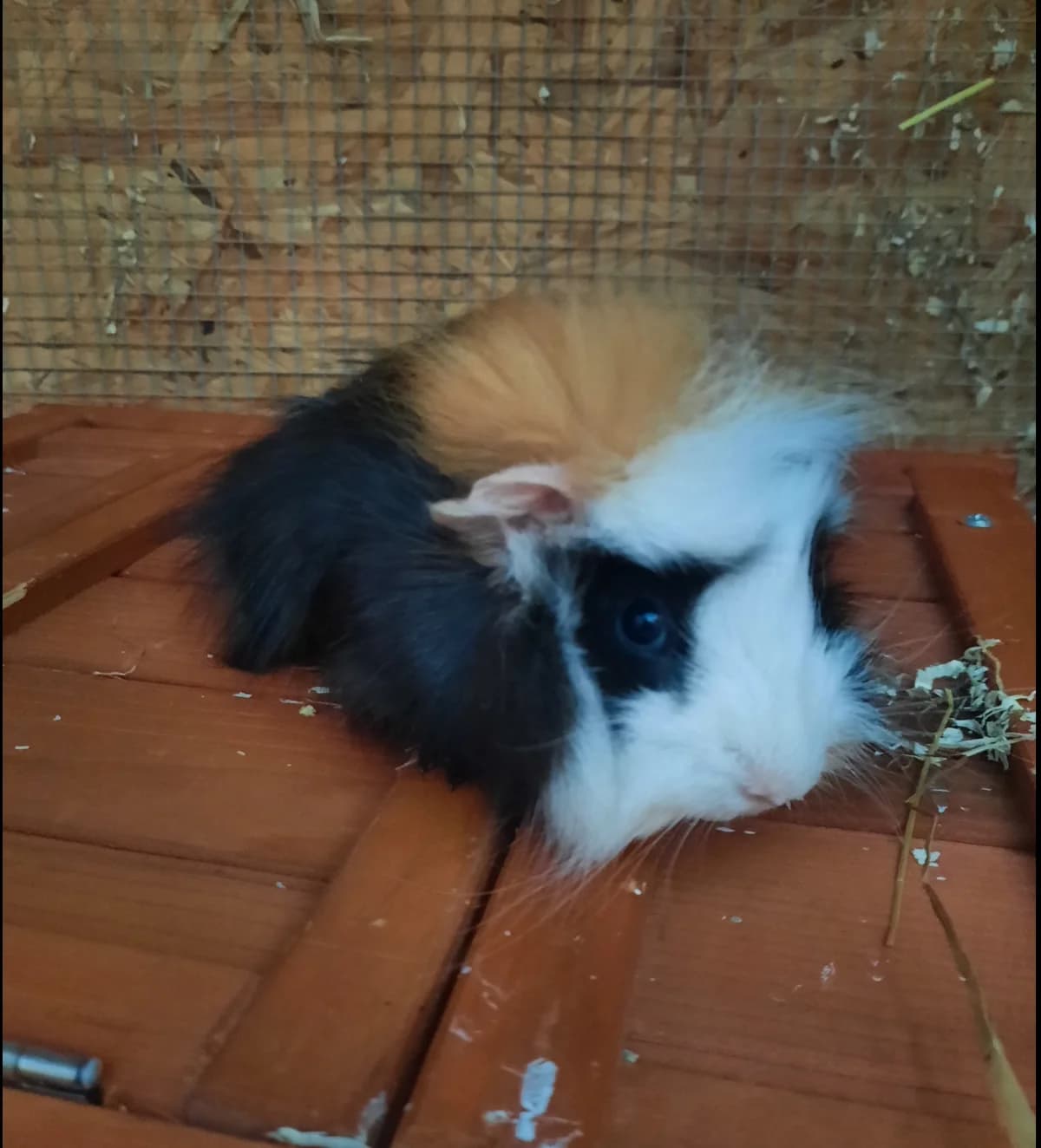 Fluffy, male 4yo mixed breed for adoption at Tierheim u. Tierschutzverein Kreis Ahrweiler e.V. / Tierheim Remagen., Remagen