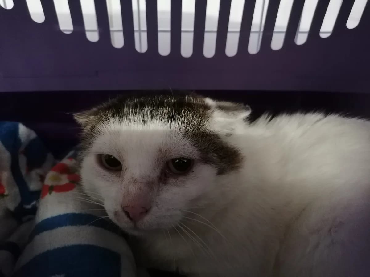 Bundy, male senior mixed breed for adoption at Tierheim u. Tierschutzverein Kreis Ahrweiler e.V. / Tierheim Remagen., Remagen