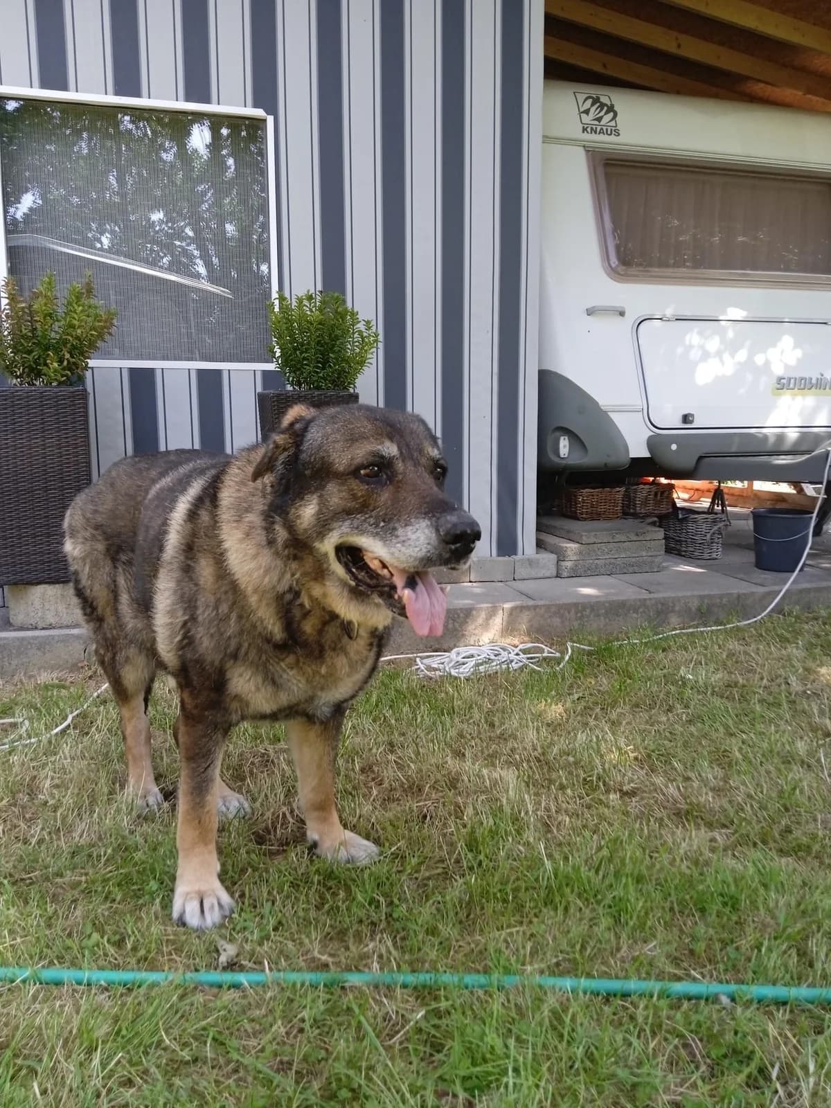 Hund sucht Zuhause, male senior Mixed Breed for adoption at Tierheim u. Tierschutzverein Kreis Ahrweiler e.V. / Tierheim Remagen.