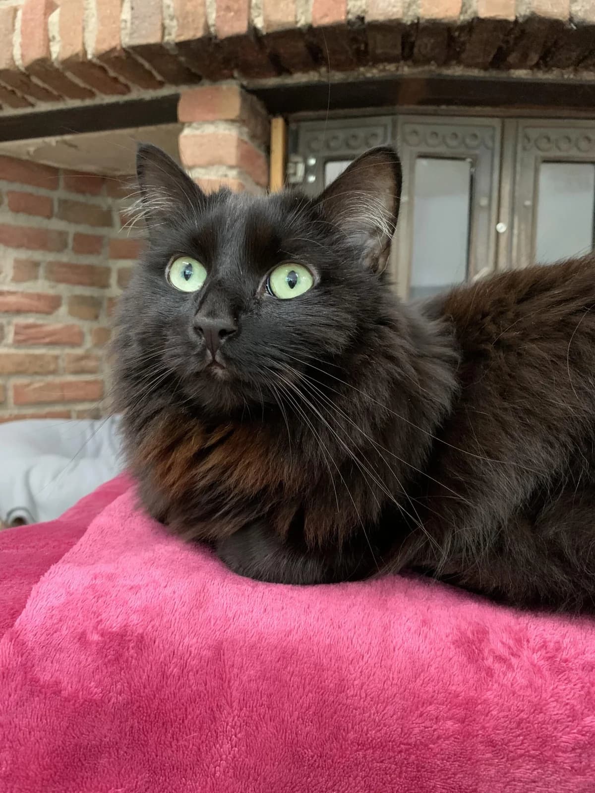 Nera, female 7yo Norwegian Forest Cat for adoption at Tierheim u. Tierschutzverein Kreis Ahrweiler e.V. / Tierheim Remagen., Remagen