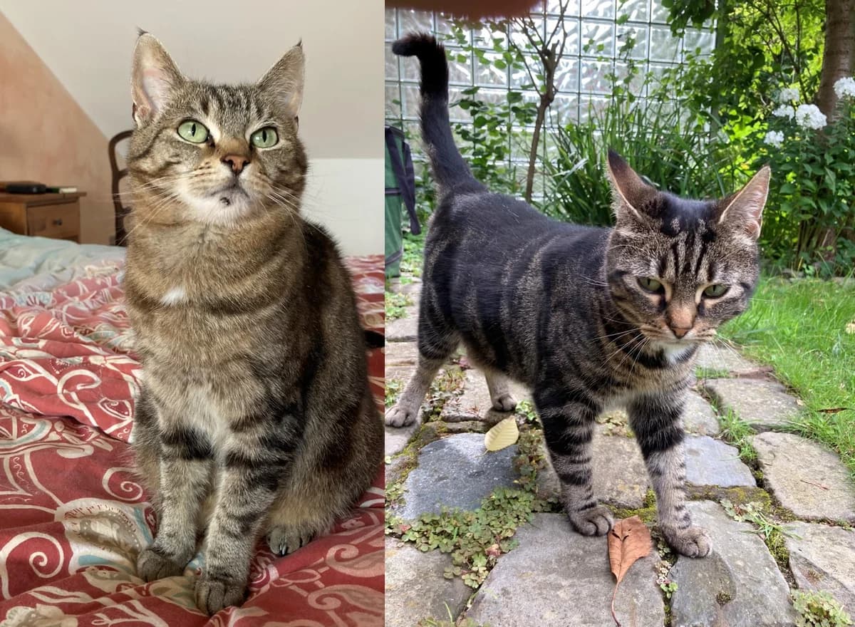 Shamsi und Minou, schwarz female senior mixed breed for adoption at Tierheim u. Tierschutzverein Kreis Ahrweiler e.V. / Tierheim Remagen., Remagen