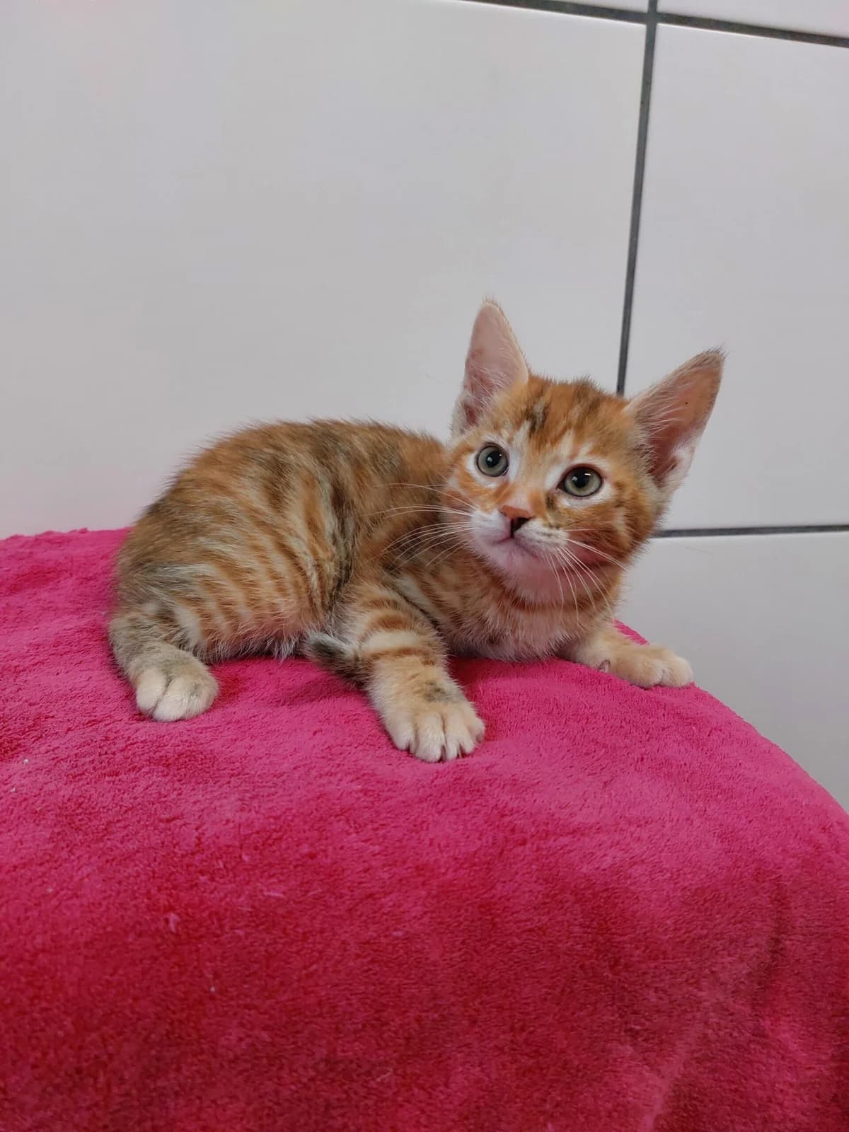 Julchen, female young mixed breed for adoption at Tierheim u. Tierschutzverein Kreis Ahrweiler e.V. / Tierheim Remagen., Remagen