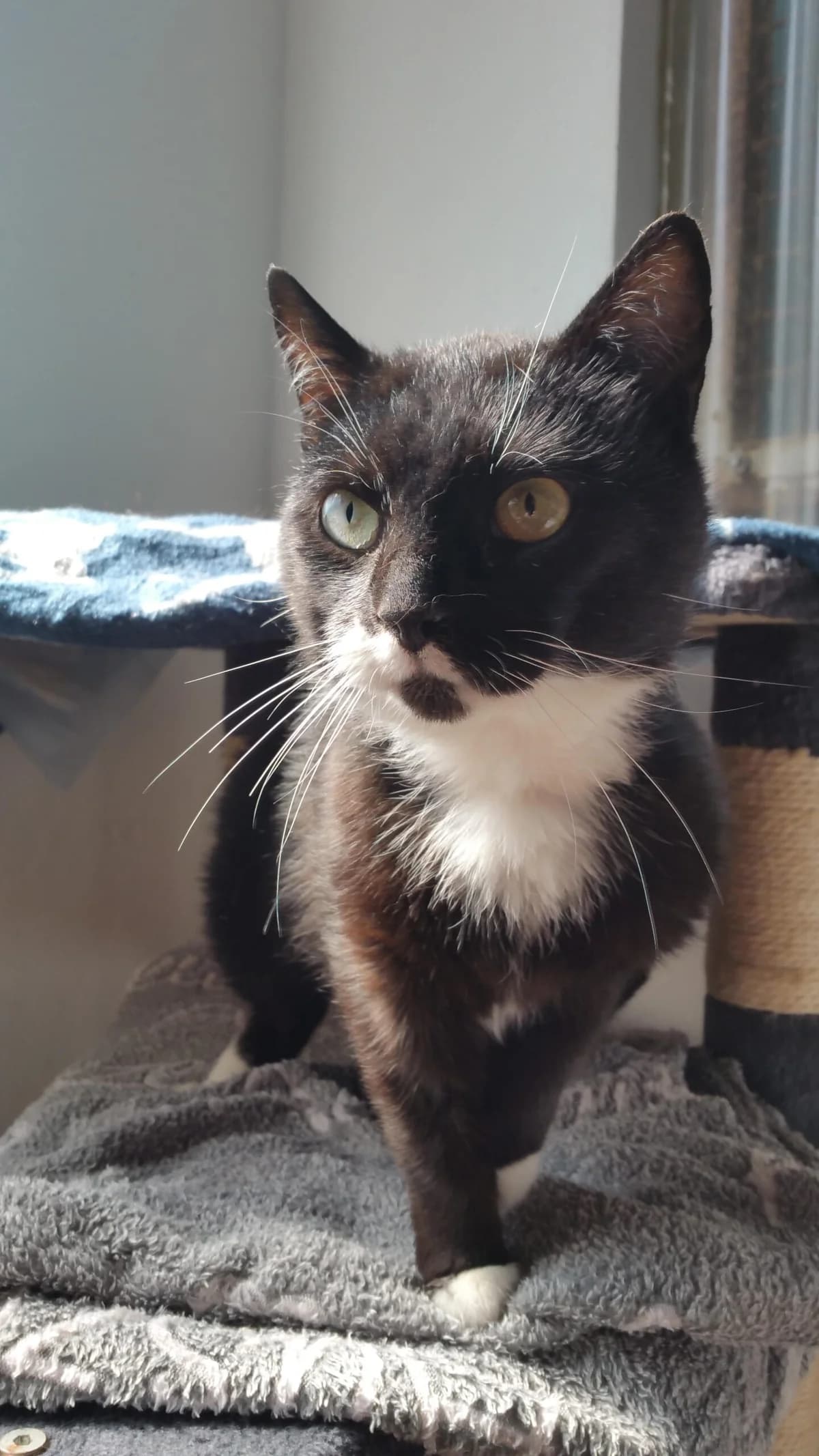 Gatuso, male 6yo mixed breed for adoption at Tierheim u. Tierschutzverein Kreis Ahrweiler e.V. / Tierheim Remagen., Remagen