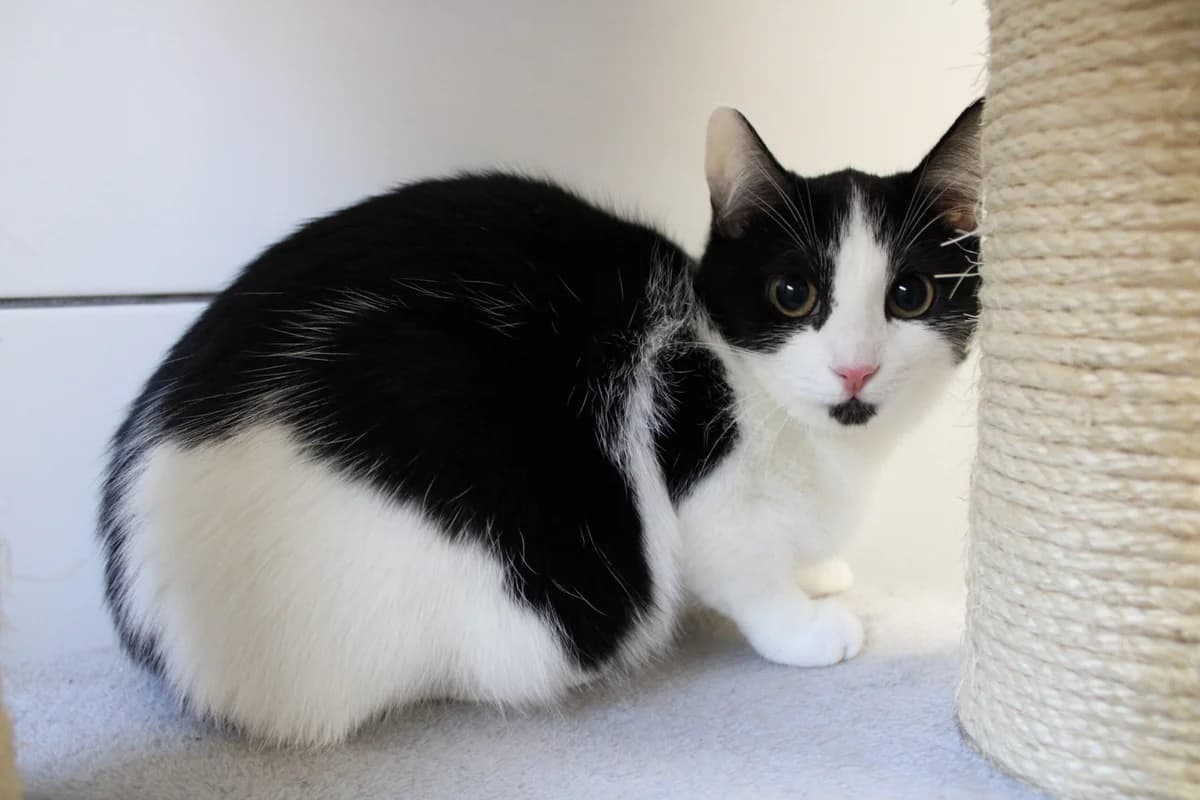 Mausi, female 3yo mixed breed for adoption at Tierheim u. Tierschutzverein Kreis Ahrweiler e.V. / Tierheim Remagen., Remagen