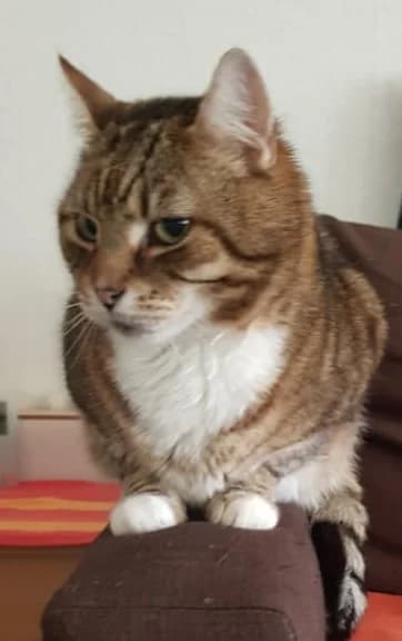 Pösik, male senior mixed breed for adoption at Tierheim u. Tierschutzverein Kreis Ahrweiler e.V. / Tierheim Remagen., Remagen