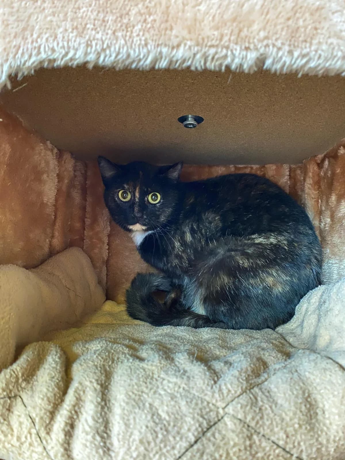 Romy, female 7yo mixed breed for adoption at Tierheim u. Tierschutzverein Kreis Ahrweiler e.V. / Tierheim Remagen., Remagen