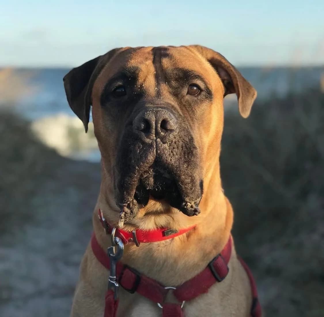 Wilma, female senior Bullmastiff for adoption at Tierheim u. Tierschutzverein Kreis Ahrweiler e.V. / Tierheim Remagen., Remagen