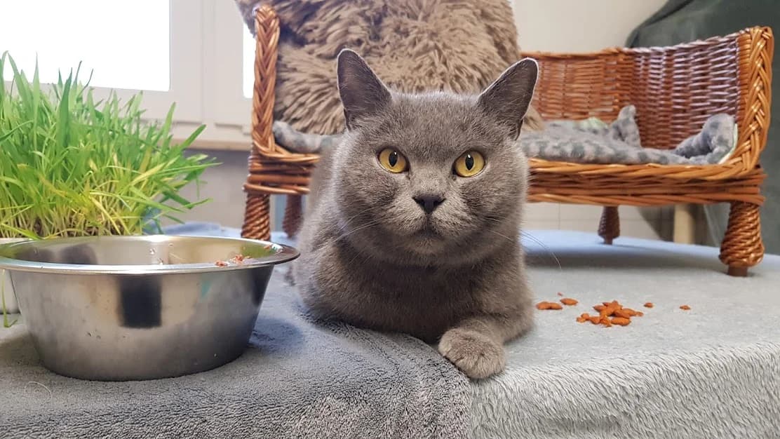 Bailey, female 6yo mixed breed for adoption at Tierheim u. Tierschutzverein Kreis Ahrweiler e.V. / Tierheim Remagen., Remagen