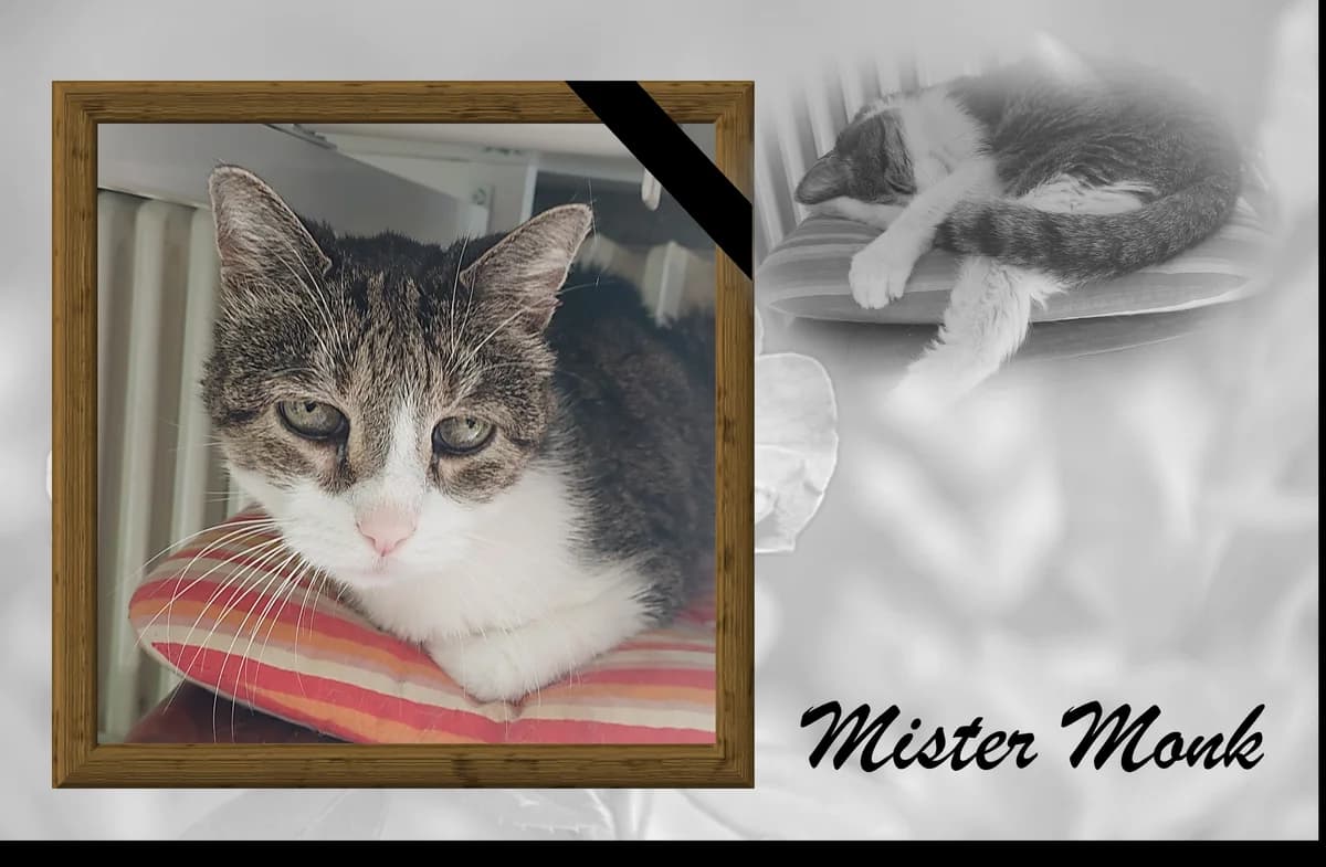 Mister Monk, male 3yo mixed breed for adoption at Tierheim u. Tierschutzverein Kreis Ahrweiler e.V. / Tierheim Remagen., Remagen