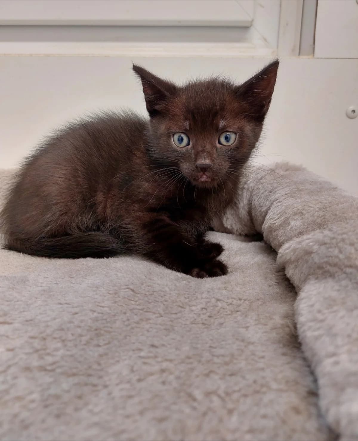 Amanty, female 3yo mixed breed for adoption at Tierheim u. Tierschutzverein Kreis Ahrweiler e.V. / Tierheim Remagen., Remagen