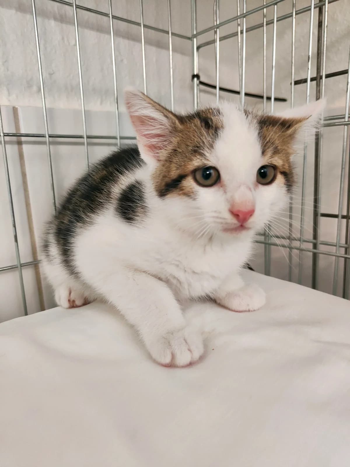 Bala, female 3yo mixed breed for adoption at Tierheim u. Tierschutzverein Kreis Ahrweiler e.V. / Tierheim Remagen., Remagen