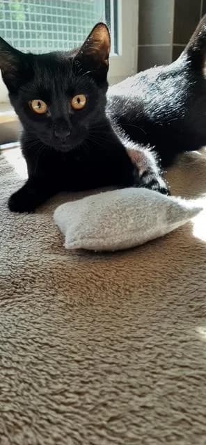 Achilles, male 3yo mixed breed for adoption at Tierheim u. Tierschutzverein Kreis Ahrweiler e.V. / Tierheim Remagen., Remagen