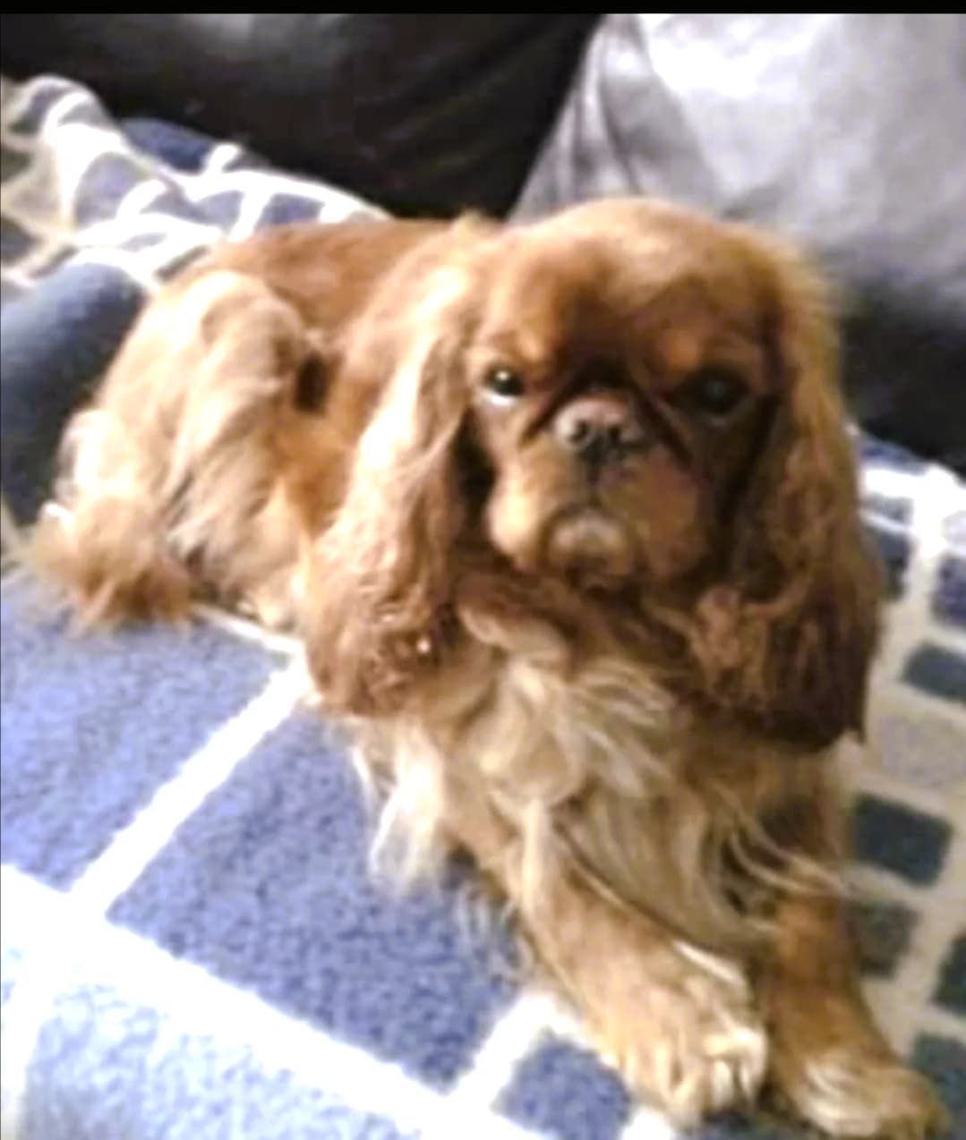 Adele, female senior Cavalier King Charles Spaniel for adoption at Tierheim u. Tierschutzverein Kreis Ahrweiler e.V. / Tierheim Remagen., Remagen