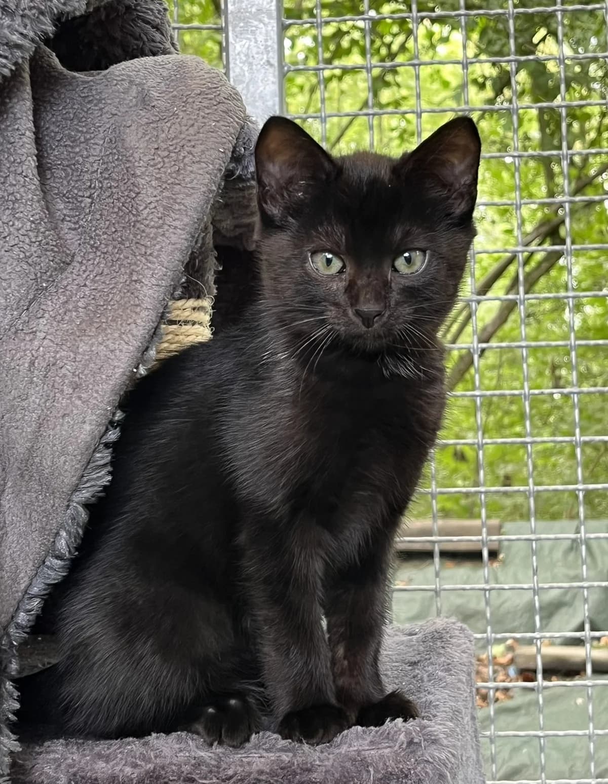 Chicken Nugget, male young mixed breed for adoption at Tierheim u. Tierschutzverein Kreis Ahrweiler e.V. / Tierheim Remagen., Remagen