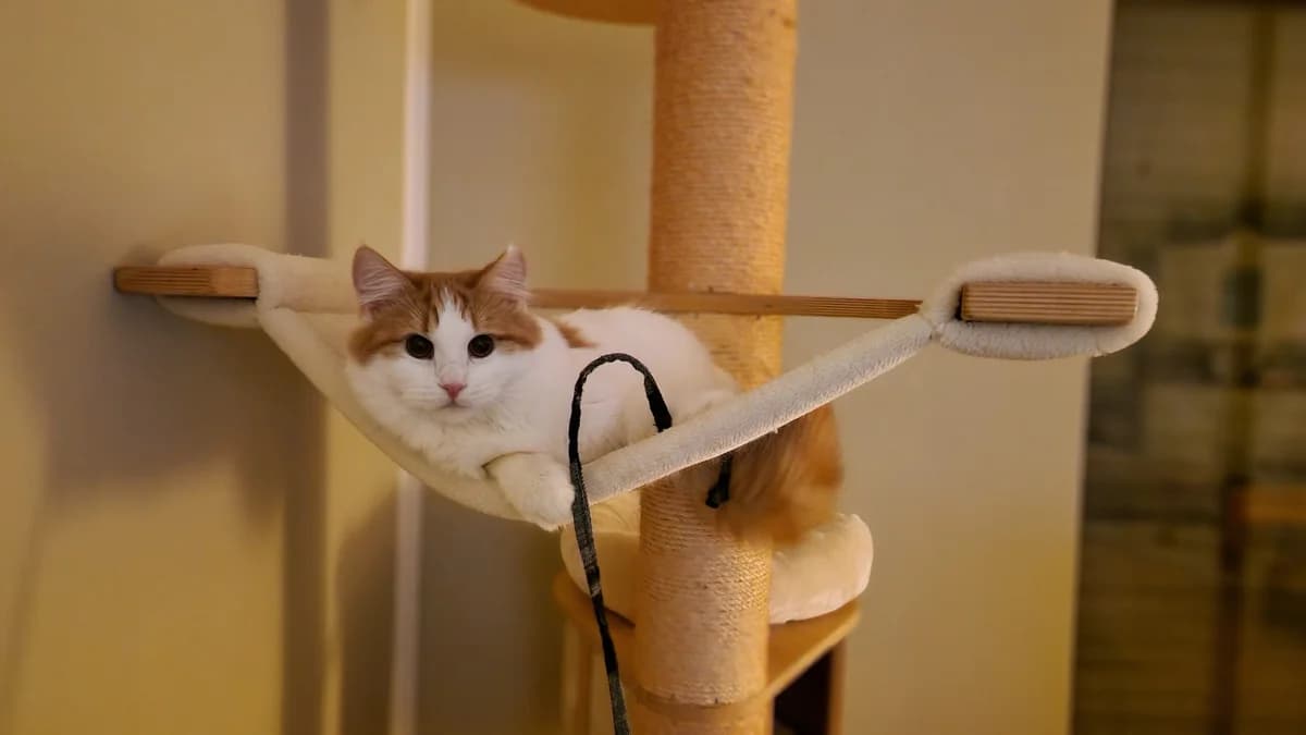 Akiko, female young Maine Coon for adoption at Tierheim u. Tierschutzverein Kreis Ahrweiler e.V. / Tierheim Remagen., Remagen