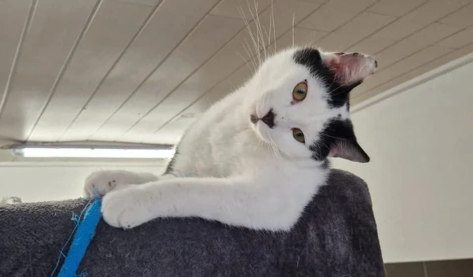 Addy, male 3yo mixed breed for adoption at Tierheim u. Tierschutzverein Kreis Ahrweiler e.V. / Tierheim Remagen., Remagen