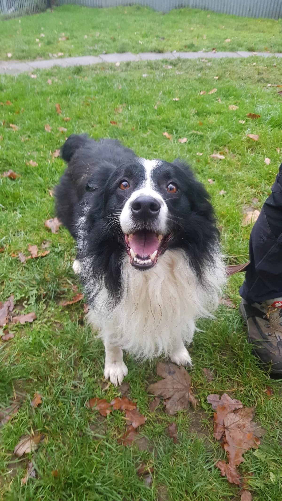 Aiko, male senior Australian Shepherd for adoption at Tierheim u. Tierschutzverein Kreis Ahrweiler e.V. / Tierheim Remagen., Remagen