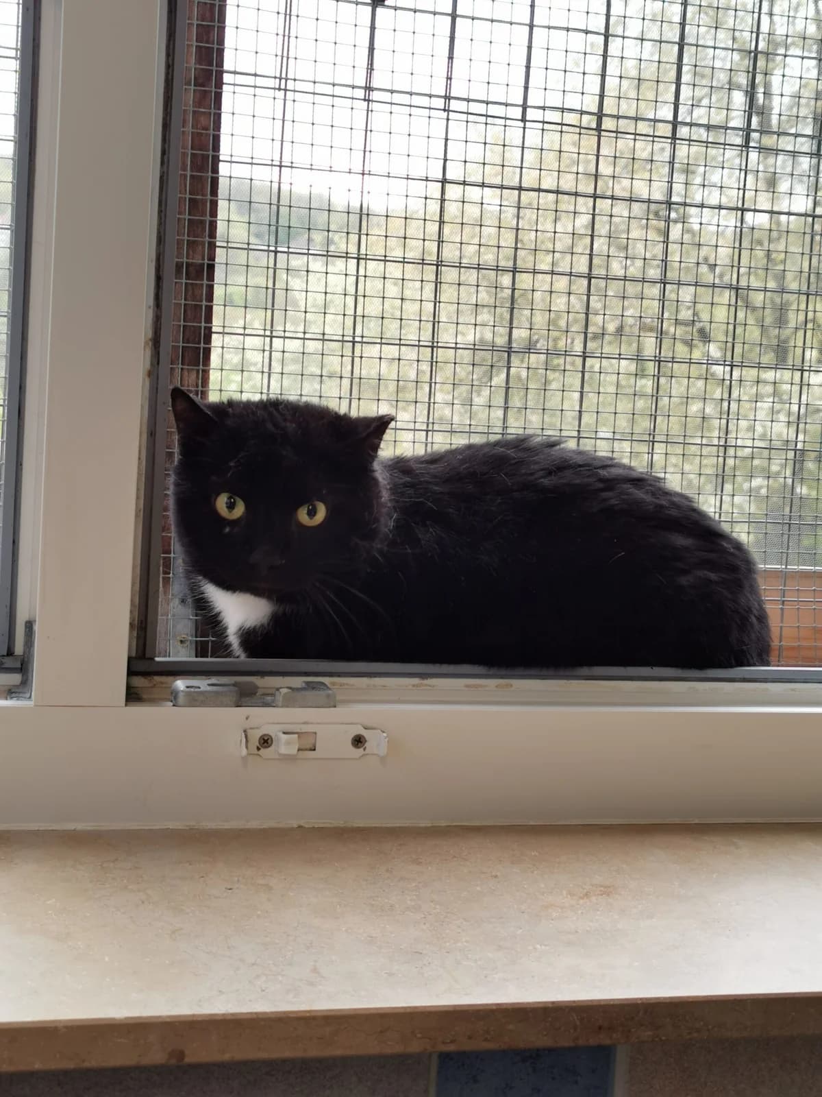 Amadeus, male senior mixed breed for adoption at Tierheim u. Tierschutzverein Kreis Ahrweiler e.V. / Tierheim Remagen., Remagen