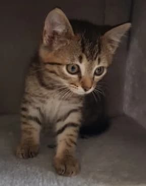 Drax, male 3yo mixed breed for adoption at Tierheim u. Tierschutzverein Kreis Ahrweiler e.V. / Tierheim Remagen., Remagen