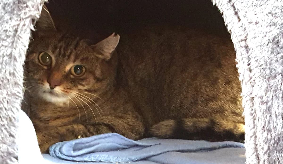 Angela, female 6yo mixed breed for adoption at Tierheim u. Tierschutzverein Kreis Ahrweiler e.V. / Tierheim Remagen., Remagen